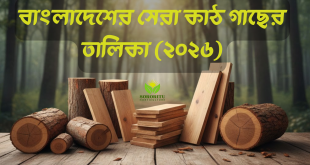 বাংলাদেশের সেরা কাঠ গাছের তালিকা (২০২৬)